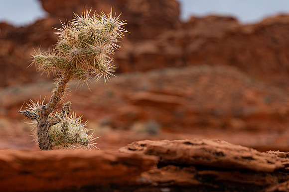 Gold Butte Little Finland cholla cactus-9092