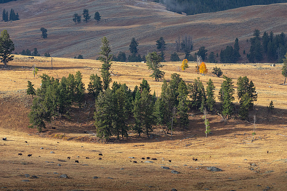 Lamar Valley 6
