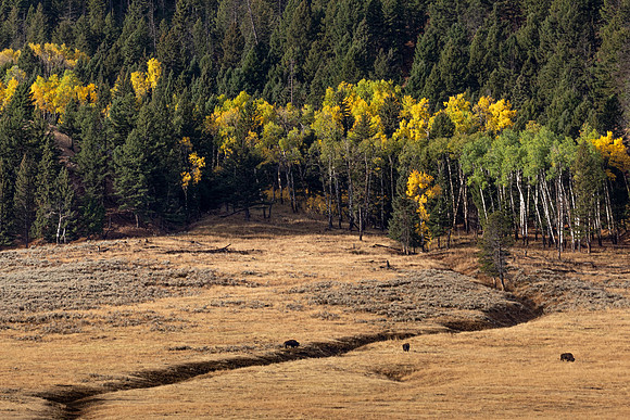 Lamar Valley