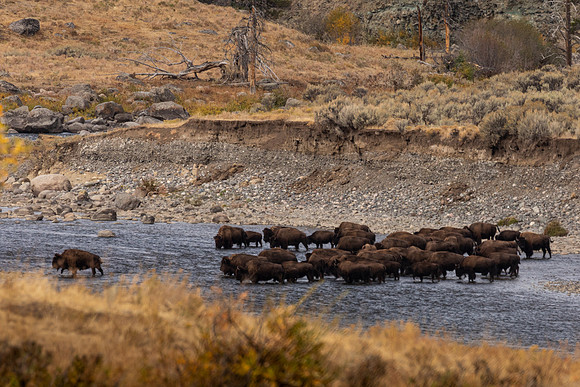 Lamar Valley 3